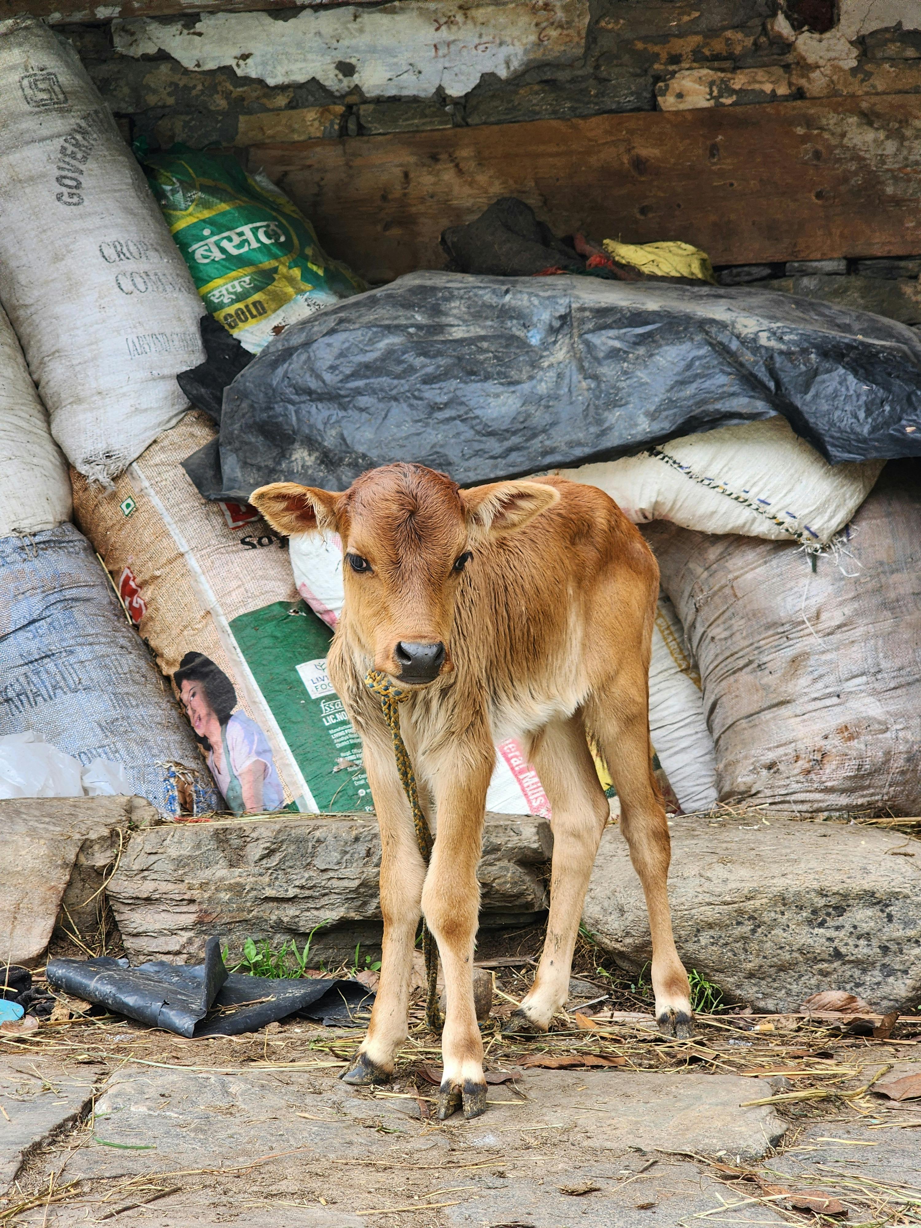 Animal transportation