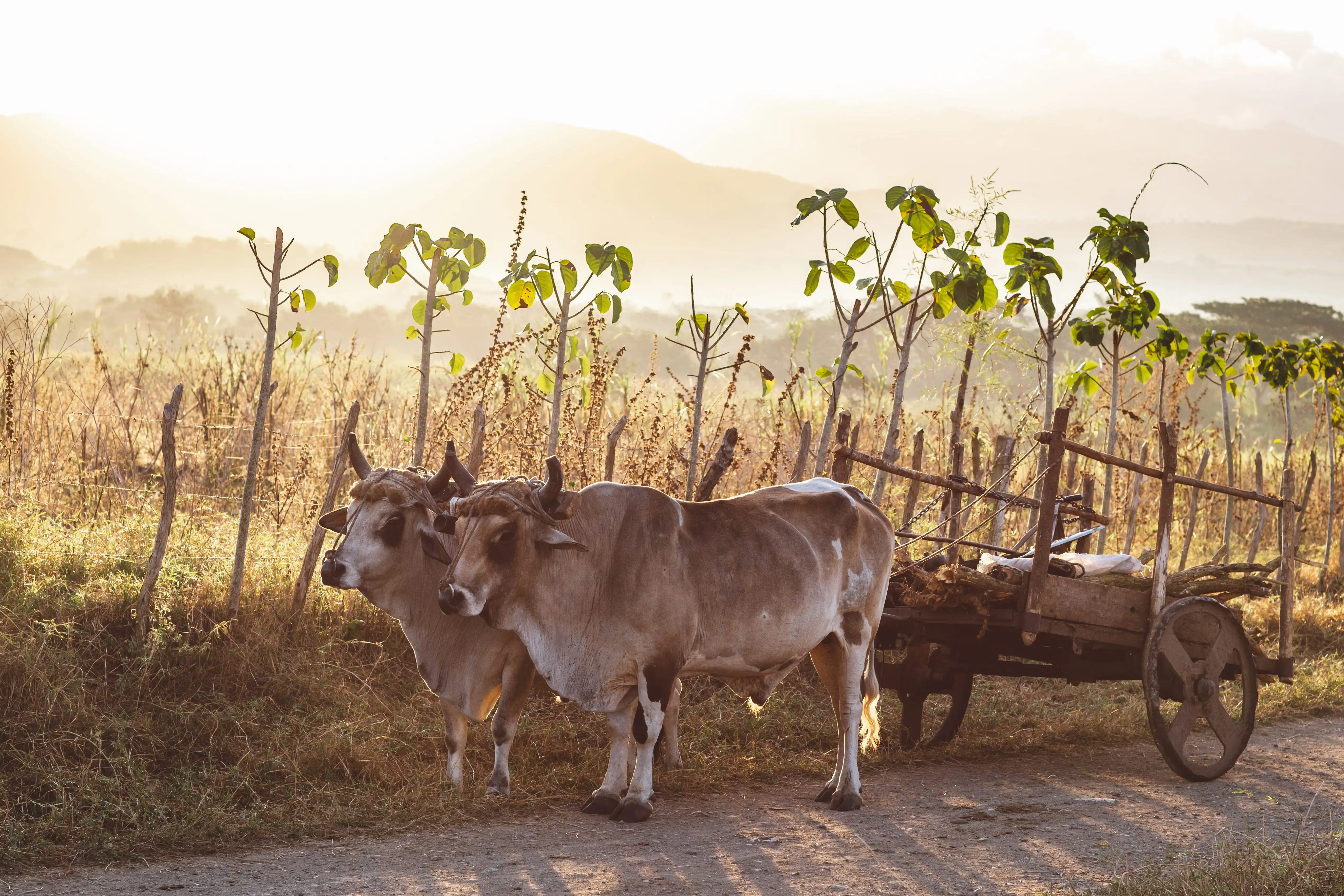 Animal release preparation