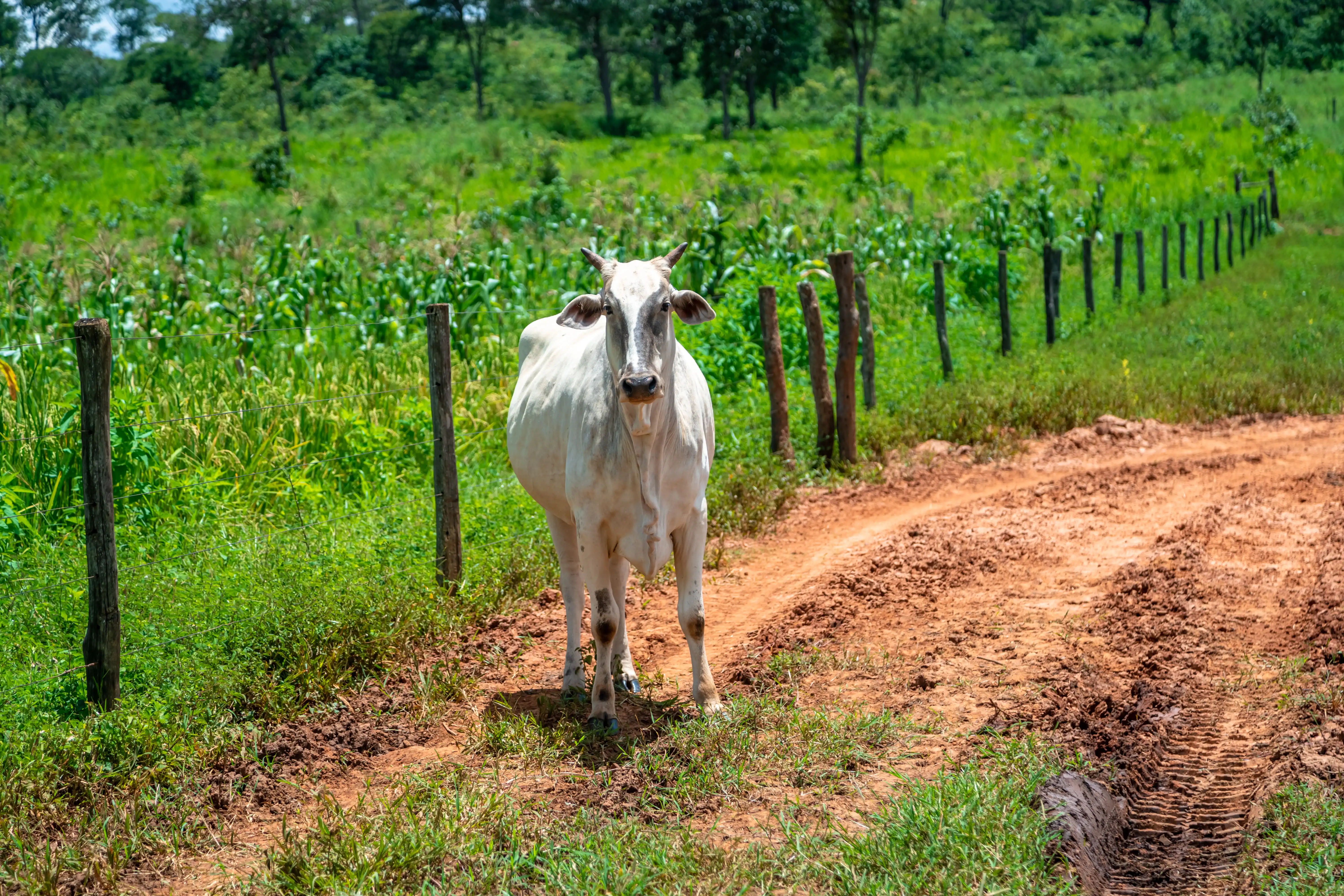 Successful wildlife release