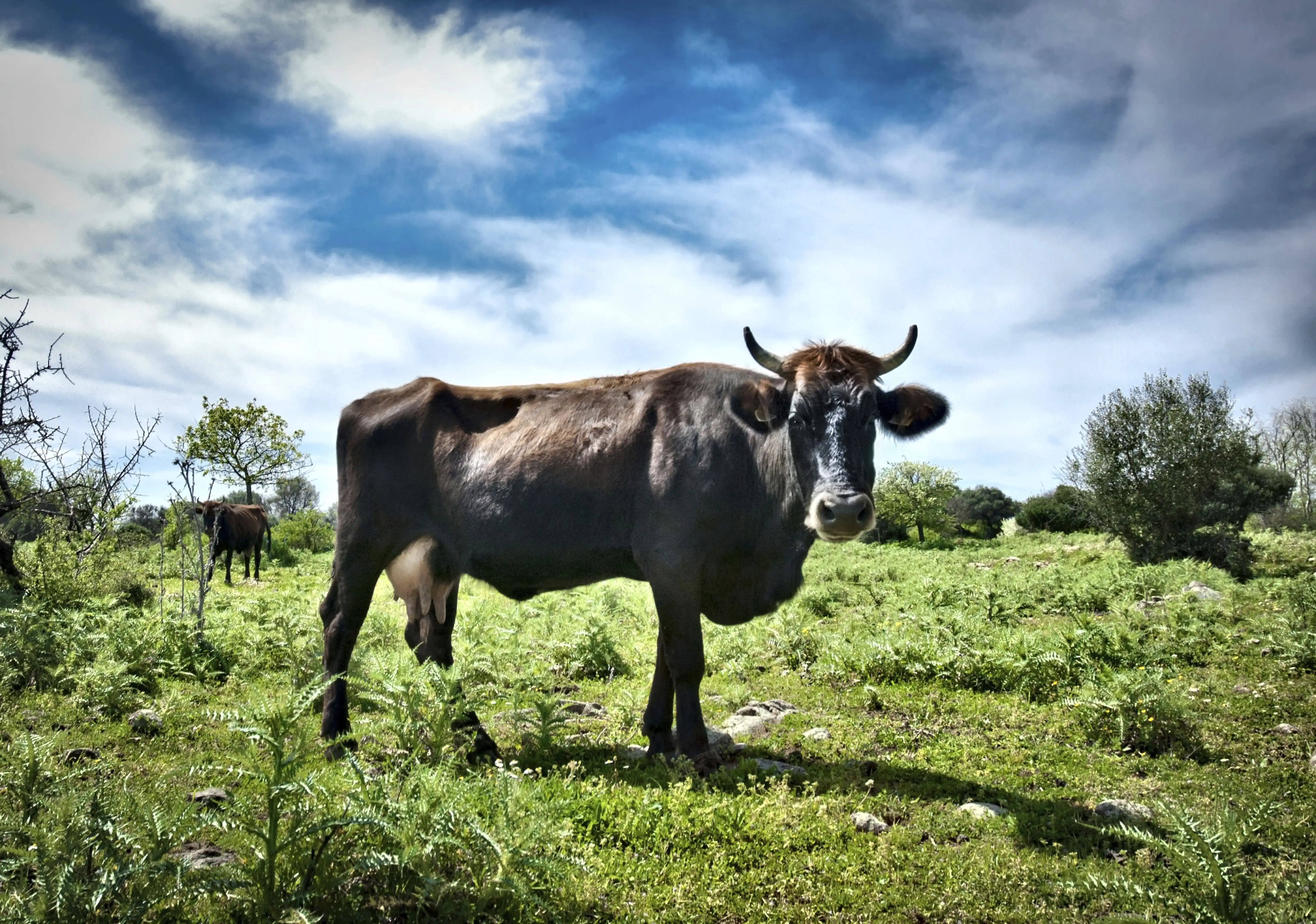 Rescue team in action