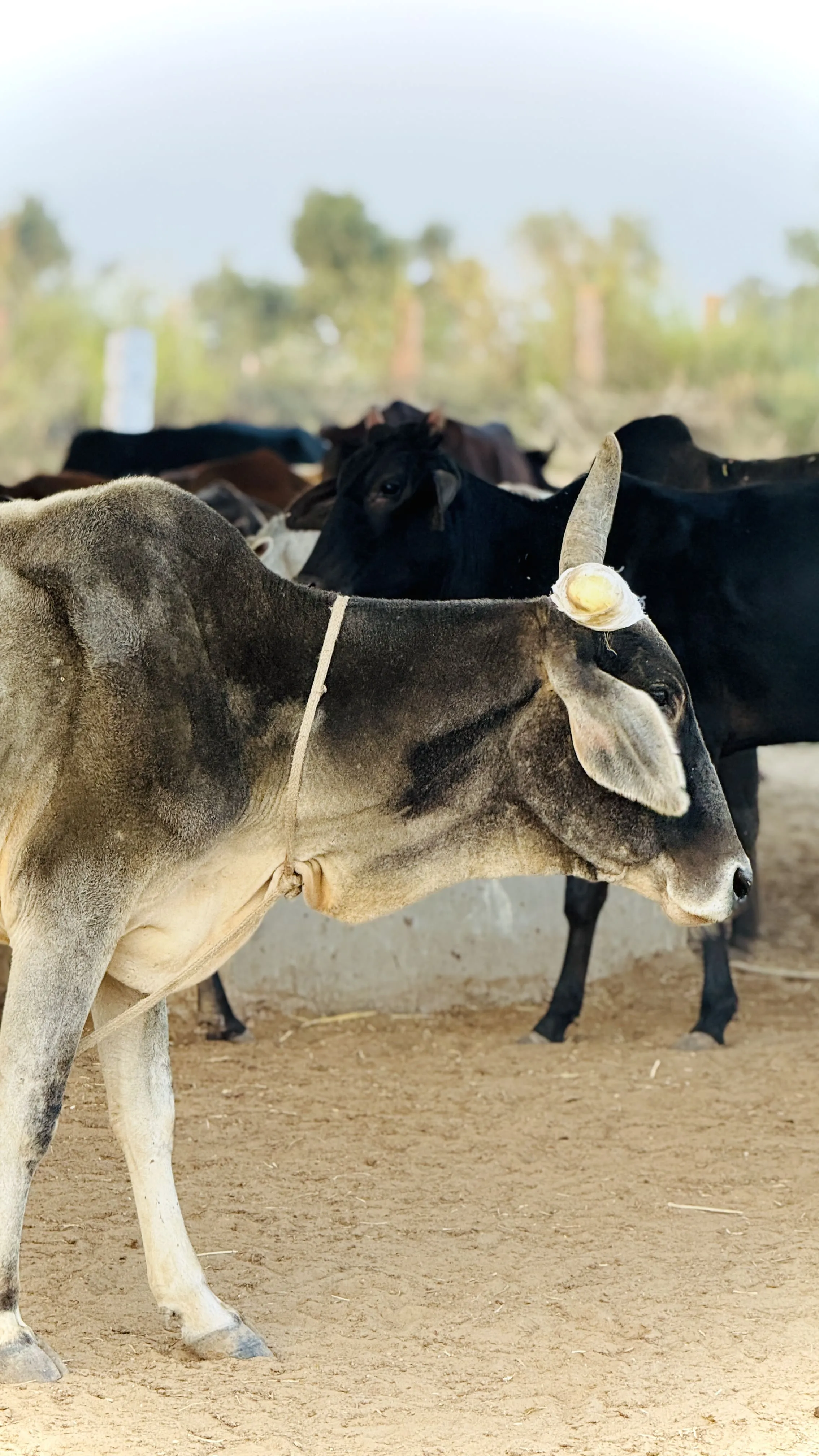 Your small help can give her a pain-free life.